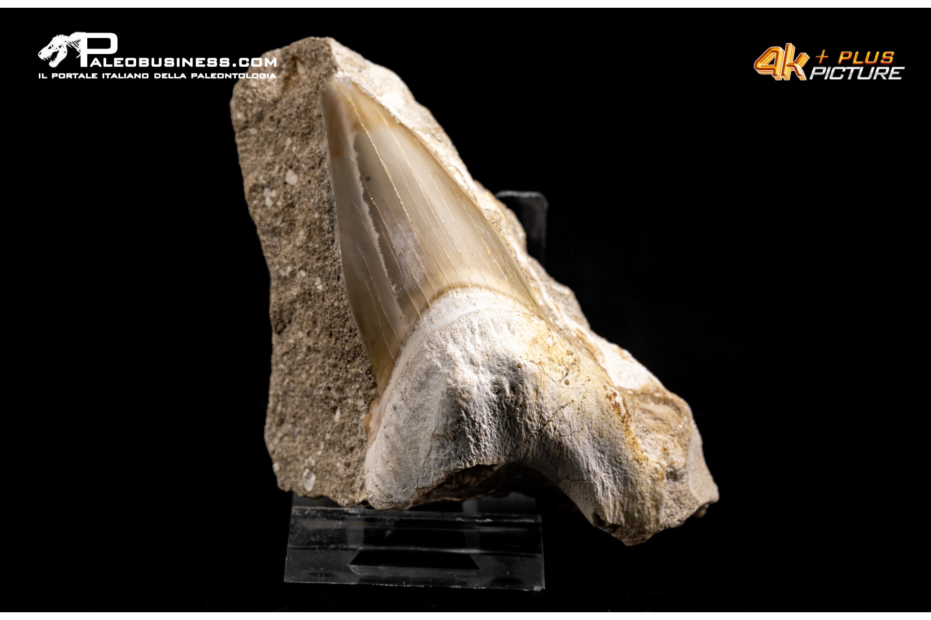 Dente fossile di Otodus Obliquus (In Matrice)