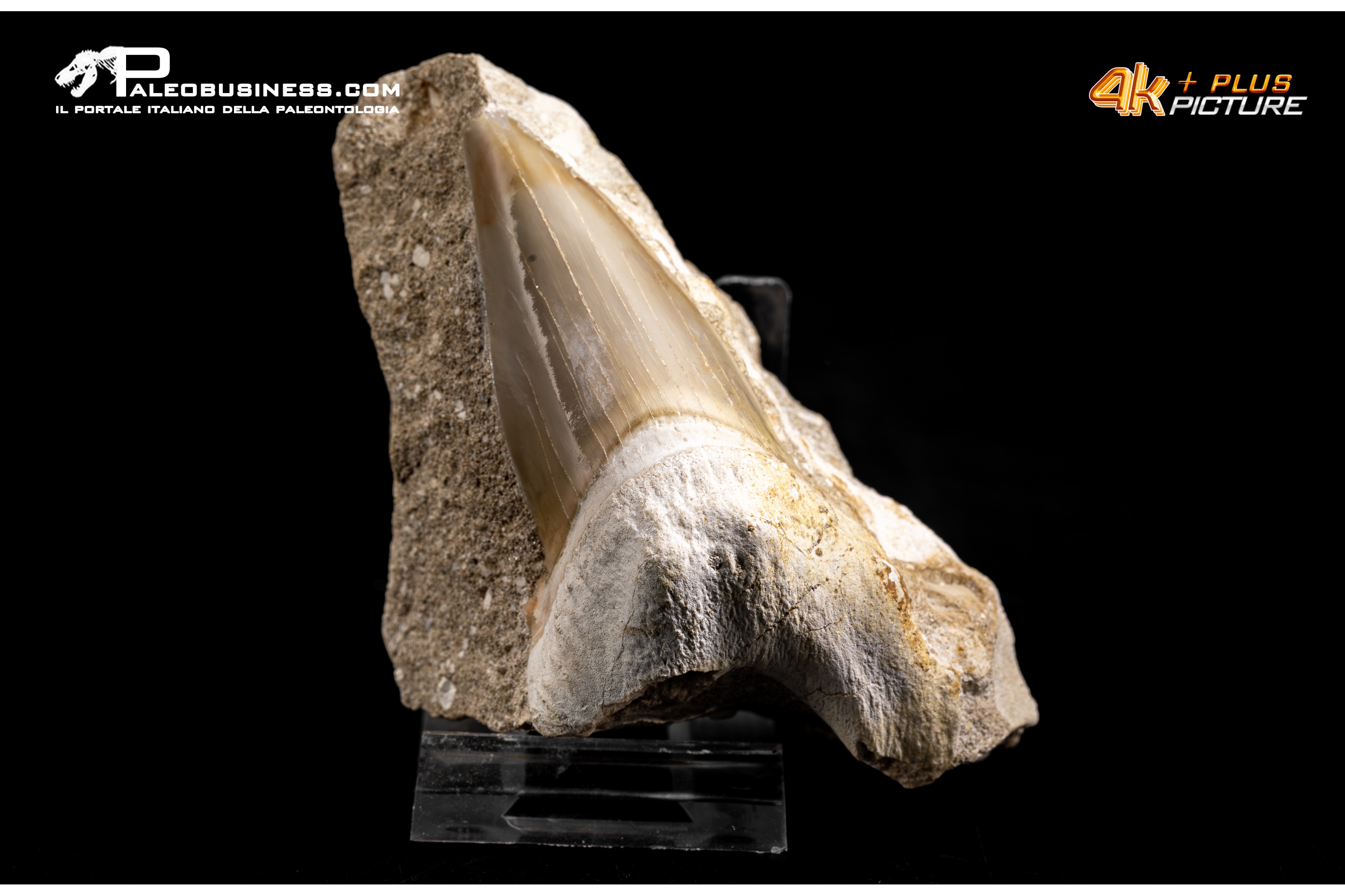 Dente fossile di Otodus Obliquus (In Matrice)