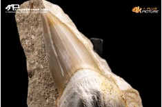 Dente fossile di Otodus Obliquus (In Matrice)