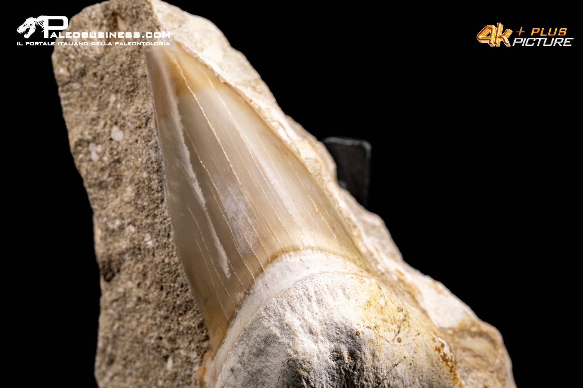 Dente fossile di Otodus Obliquus (In Matrice)
