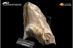 Dente fossile di Otodus Obliquus (In Matrice)