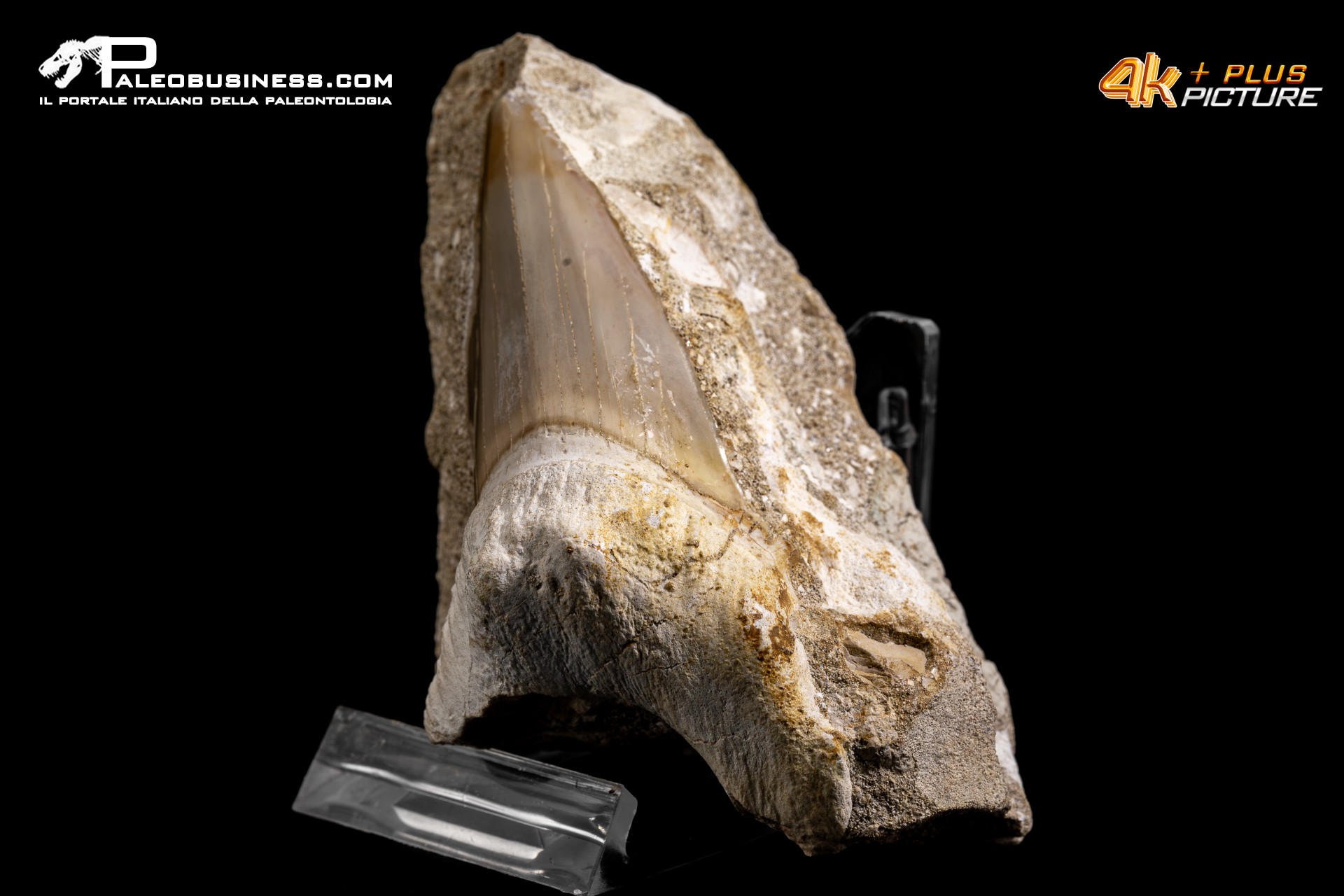 Dente fossile di Otodus Obliquus (In Matrice)