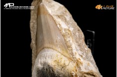 Dente fossile di Otodus Obliquus (In Matrice)