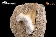 Dente fossile di Otodus Obliquus (In Matrice)