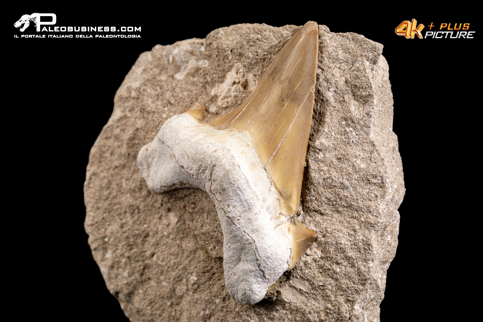 Dente fossile di Otodus Obliquus (In Matrice)