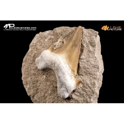 Dente fossile di Otodus Obliquus (In Matrice)