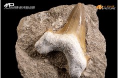Dente fossile di Otodus Obliquus (In Matrice)