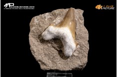 Dente fossile di Otodus Obliquus (In Matrice)