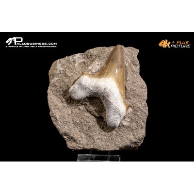 Dente fossile di Otodus Obliquus (In Matrice)