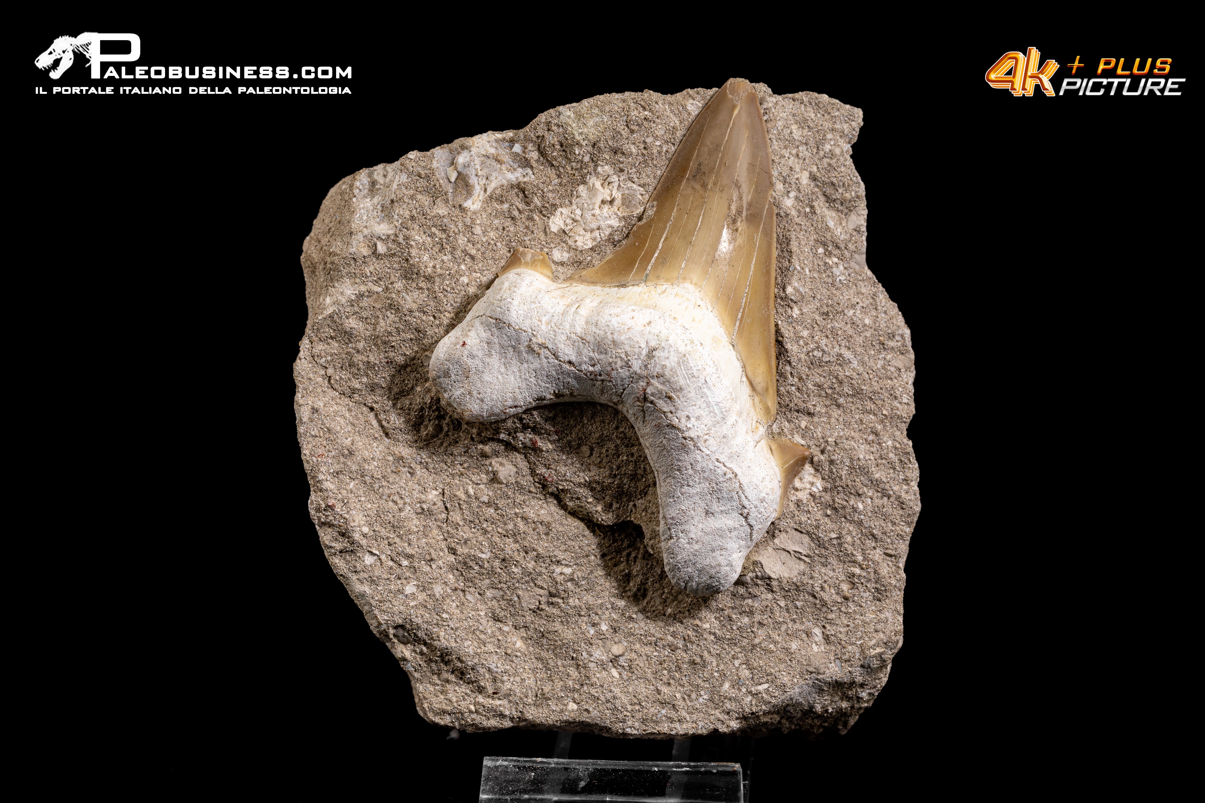 Dente fossile di Otodus Obliquus (In Matrice)