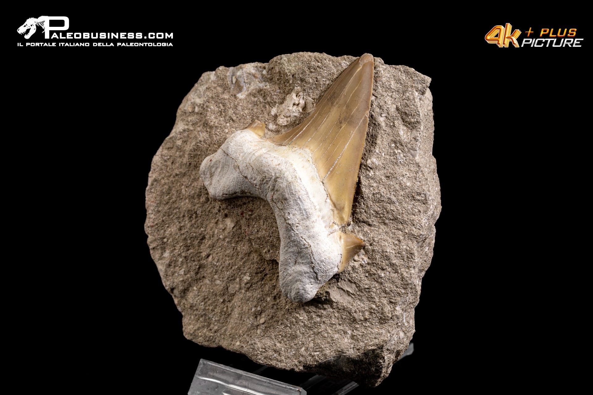 Dente fossile di Otodus Obliquus (In Matrice)