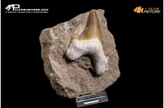 Dente fossile di Otodus Obliquus (In Matrice)