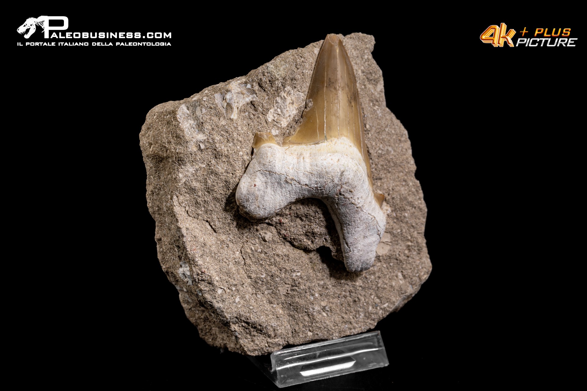 Dente fossile di Otodus Obliquus (In Matrice)