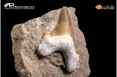 Dente fossile di Otodus Obliquus (In Matrice)