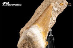 Dente fossile di Otodus Obliquus (In Matrice)