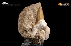 Dente fossile di Otodus Obliquus (In Matrice)