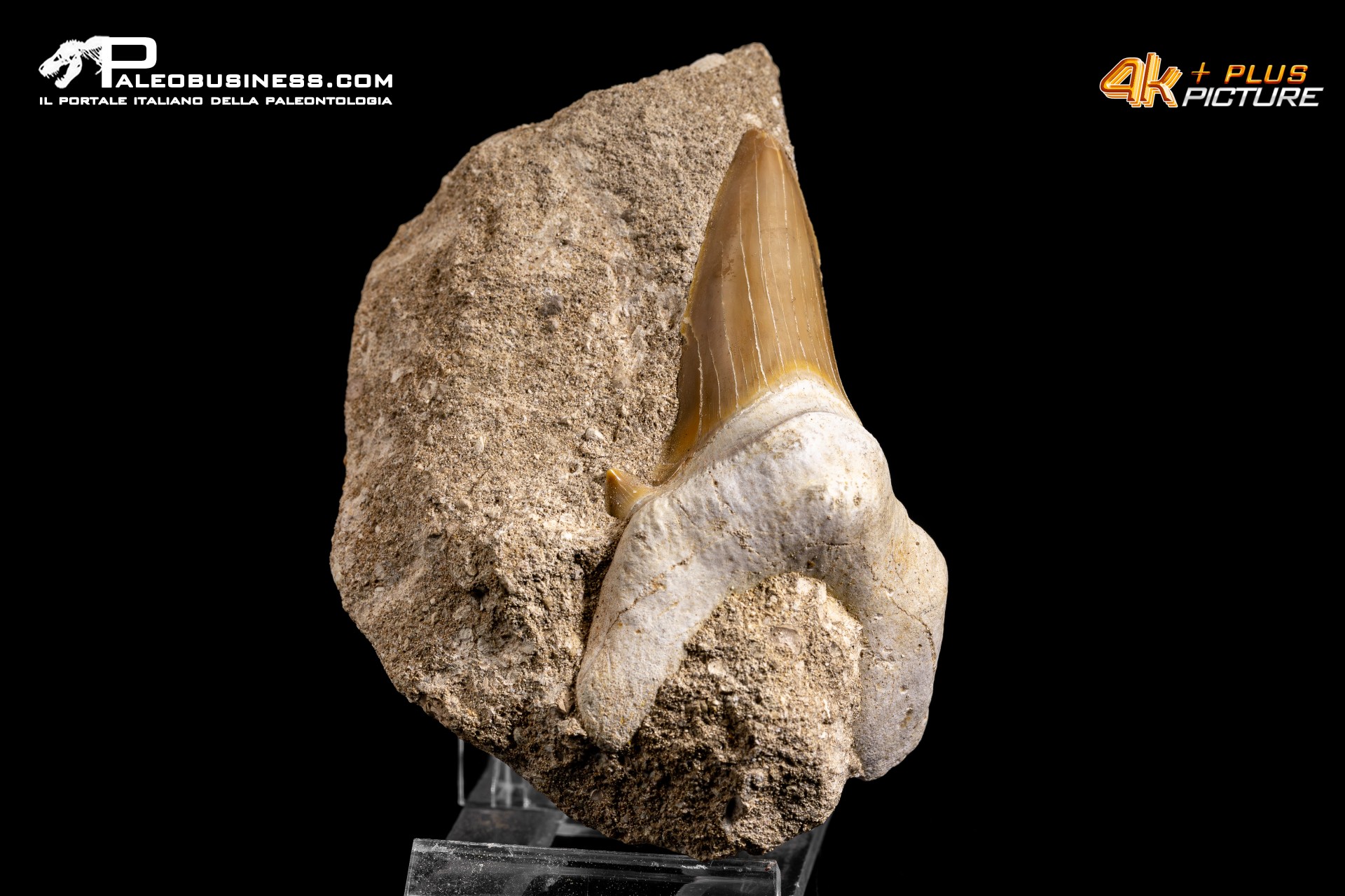 Dente fossile di Otodus Obliquus (In Matrice)