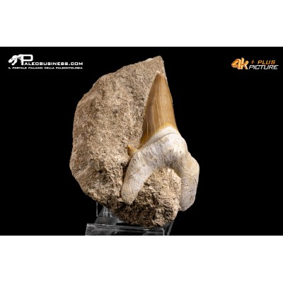 Dente fossile di Otodus Obliquus (In Matrice)