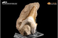 Dente fossile di Otodus Obliquus (In Matrice)