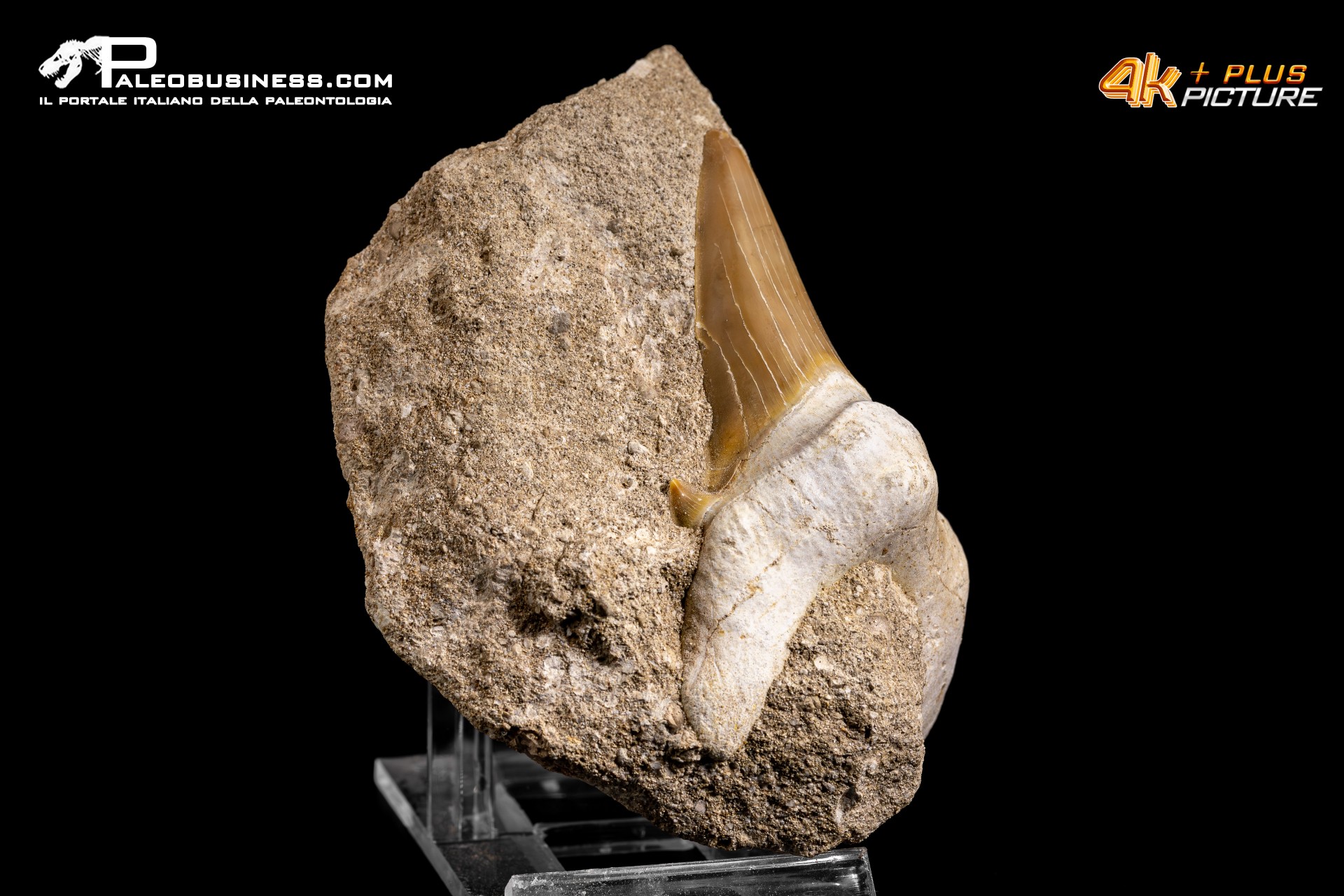 Dente fossile di Otodus Obliquus (In Matrice)