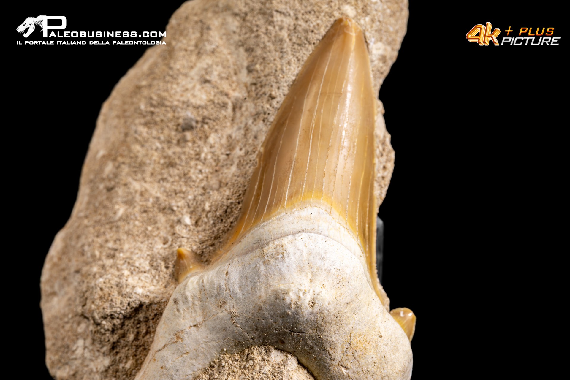 Dente fossile di Otodus Obliquus (In Matrice)