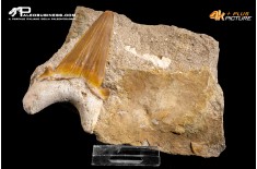 Dente fossile di Otodus Obliquus (In Matrice)