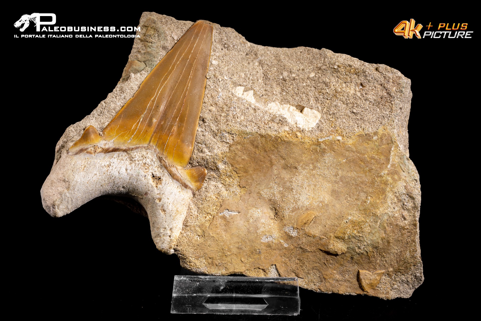 Dente fossile di Otodus Obliquus (In Matrice)