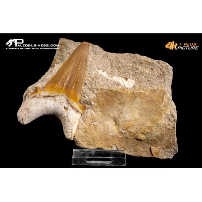 Dente fossile di Otodus Obliquus (In Matrice)