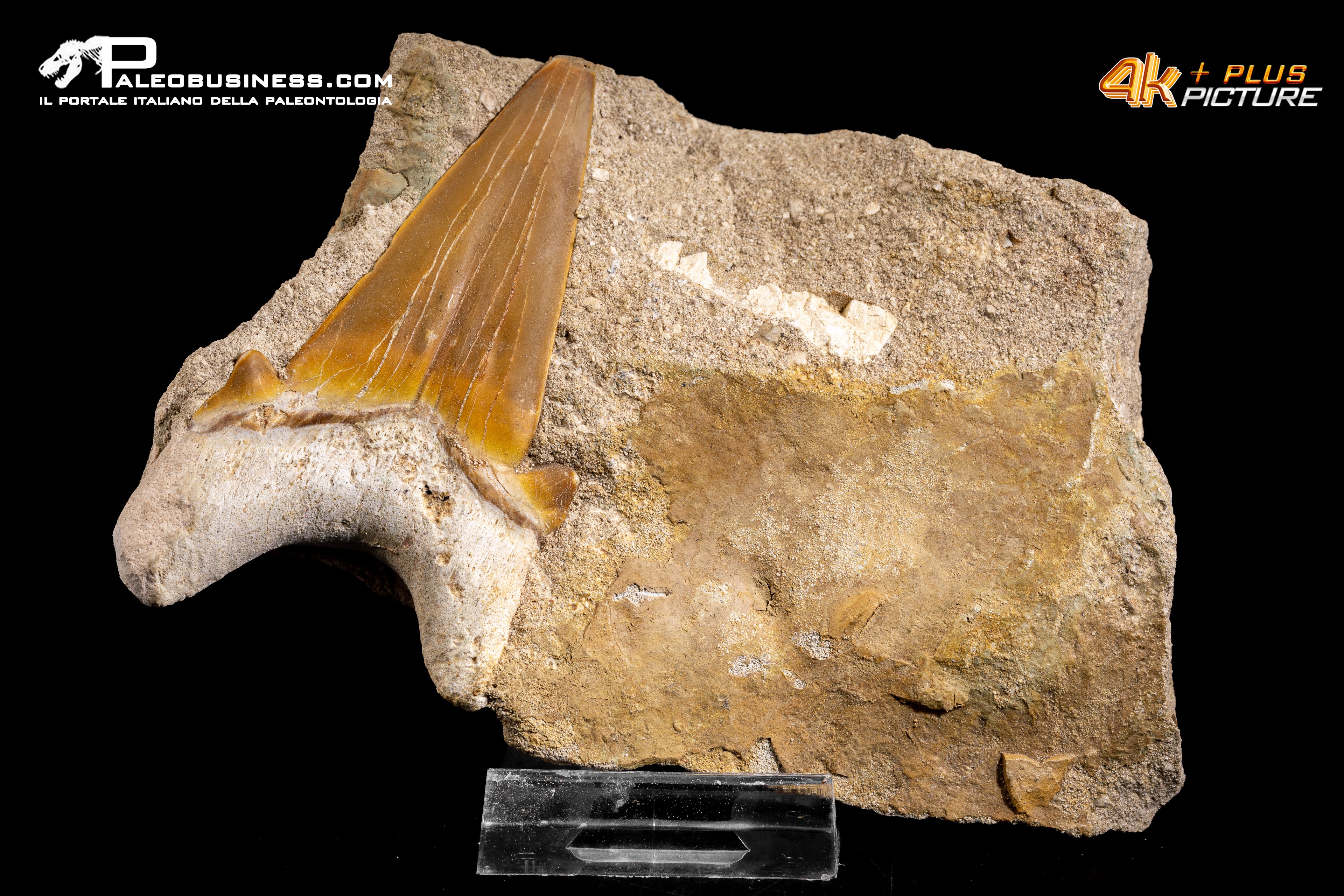 Dente fossile di Otodus Obliquus (In Matrice)