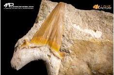 Dente fossile di Otodus Obliquus (In Matrice)