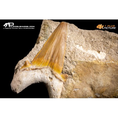 Dente fossile di Otodus Obliquus (In Matrice)