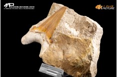 Dente fossile di Otodus Obliquus (In Matrice)