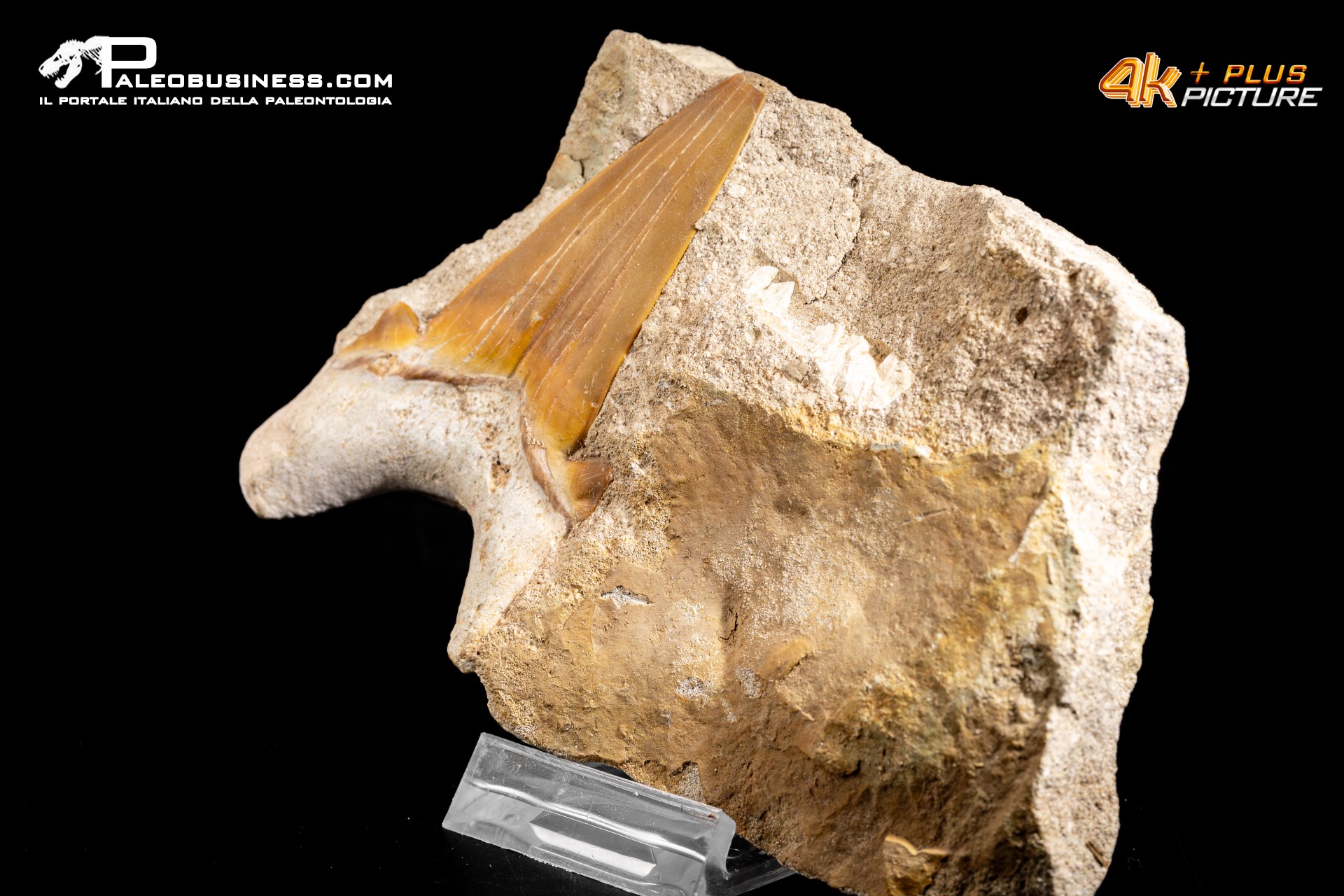 Dente fossile di Otodus Obliquus (In Matrice)