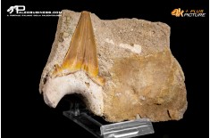 Dente fossile di Otodus Obliquus (In Matrice)