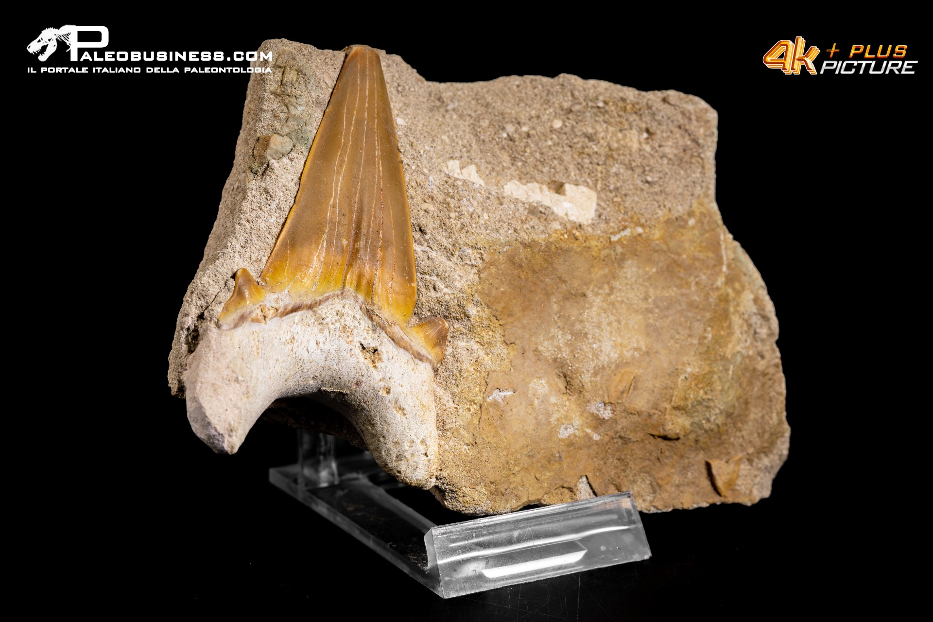 Dente fossile di Otodus Obliquus (In Matrice)