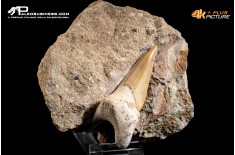 Dente fossile di Otodus Obliquus (In Matrice)