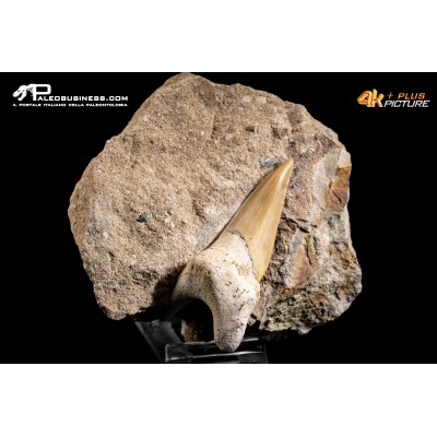 Dente fossile di Otodus Obliquus (In Matrice)