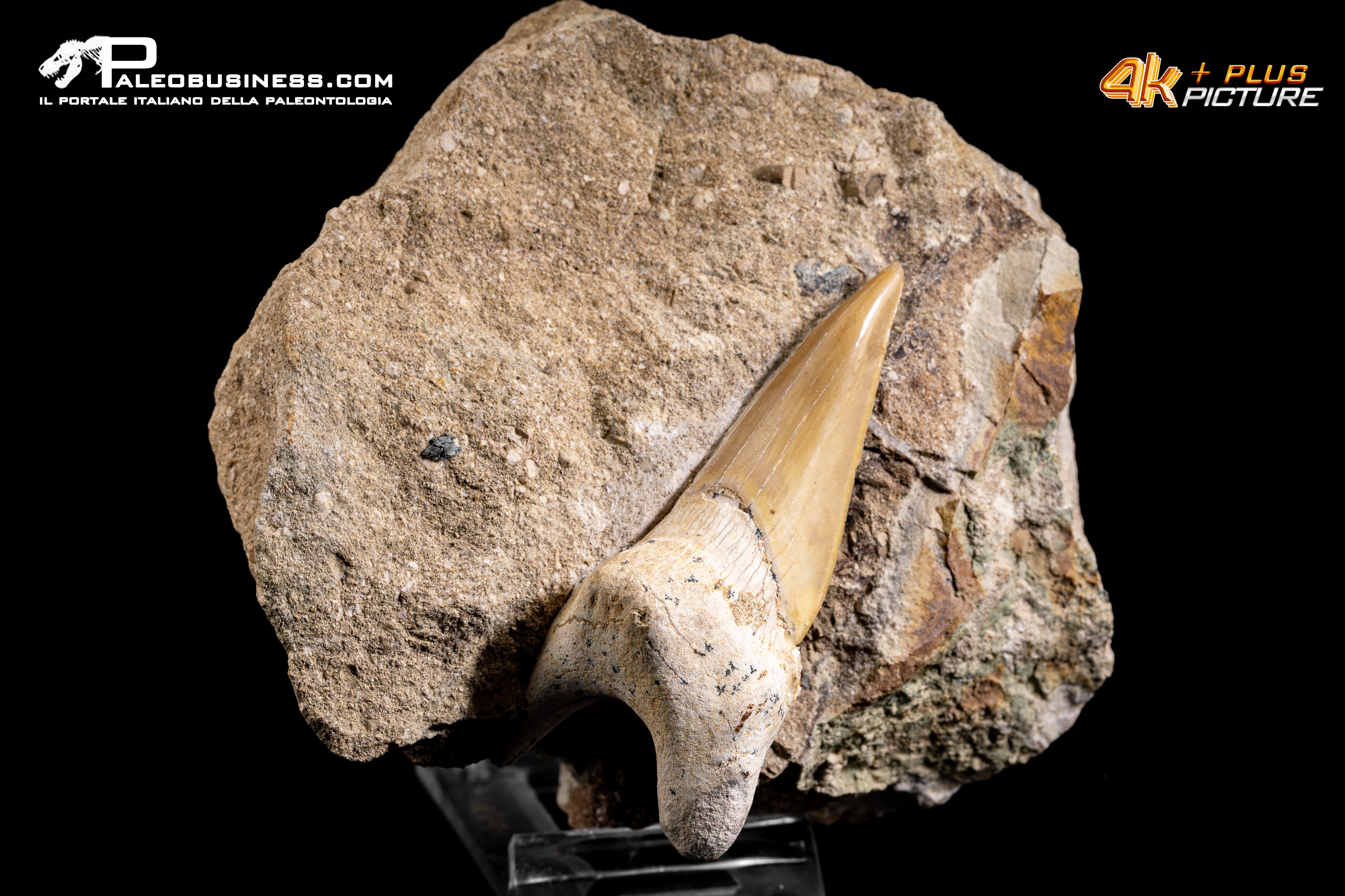 Dente fossile di Otodus Obliquus (In Matrice)