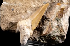 Dente fossile di Otodus Obliquus (In Matrice)