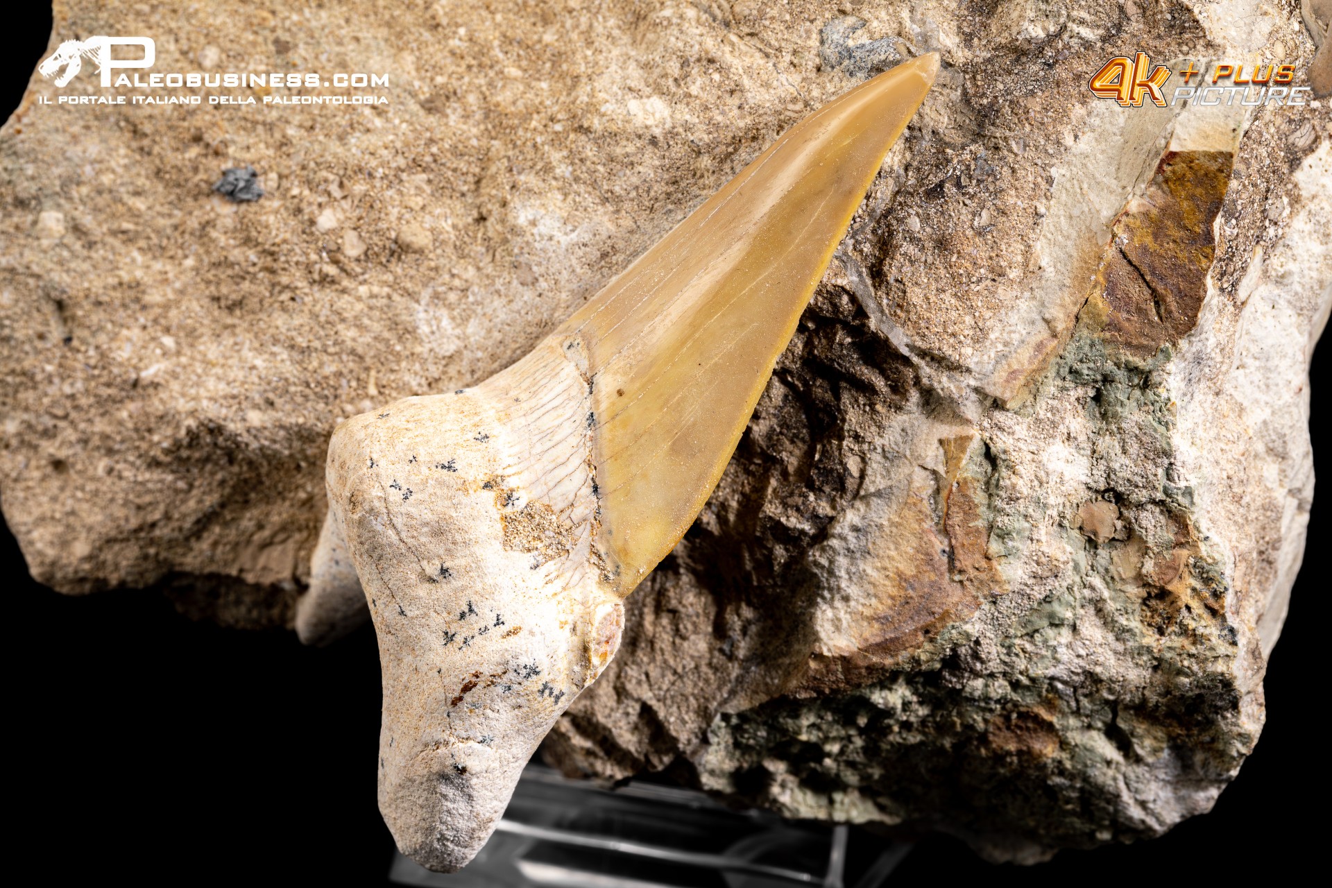 Dente fossile di Otodus Obliquus (In Matrice)