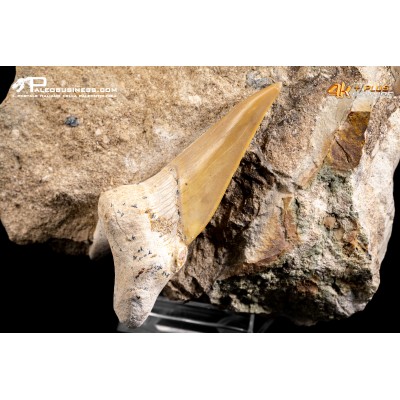 Dente fossile di Otodus Obliquus (In Matrice)