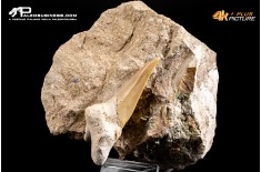 Dente fossile di Otodus Obliquus (In Matrice)