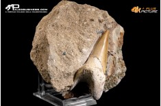 Dente fossile di Otodus Obliquus (In Matrice)