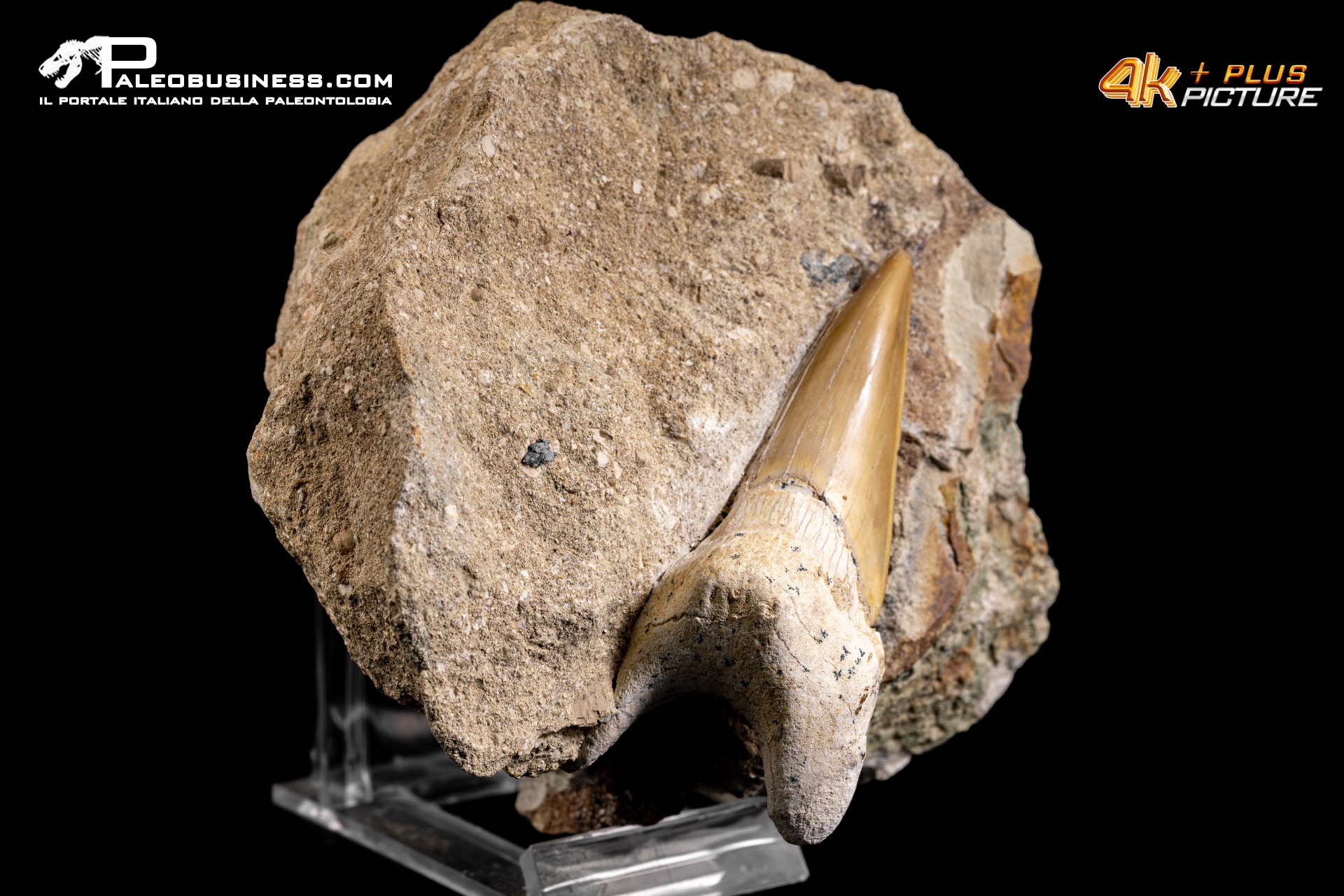 Dente fossile di Otodus Obliquus (In Matrice)