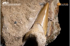 Dente fossile di Otodus Obliquus (In Matrice)