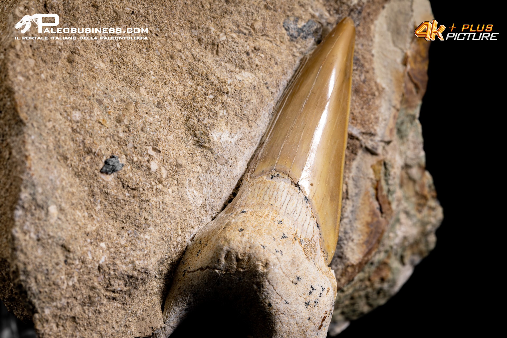 Dente fossile di Otodus Obliquus (In Matrice)