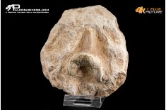 Dente fossile di Otodus Obliquus (In Matrice)