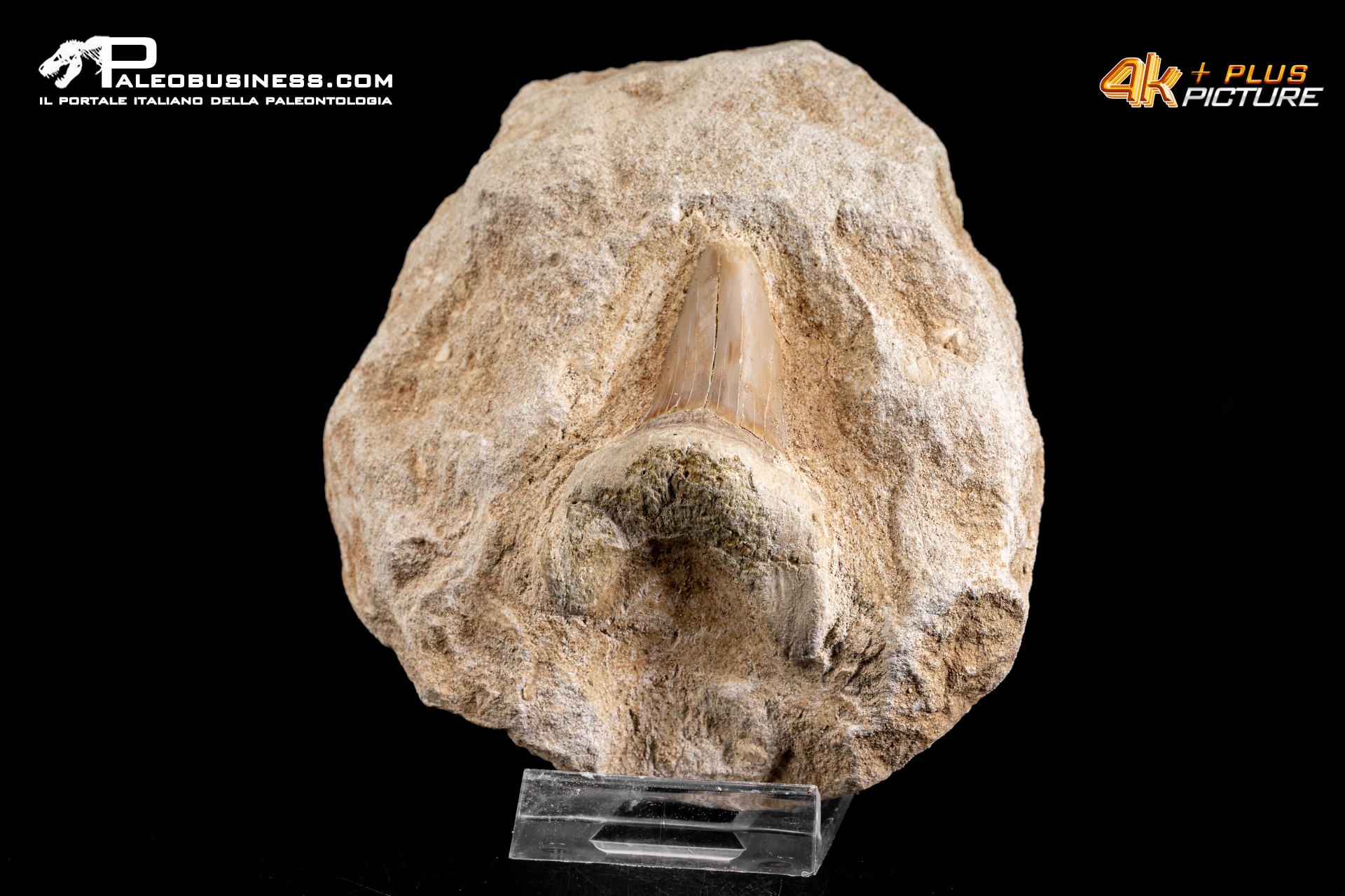Dente fossile di Otodus Obliquus (In Matrice)