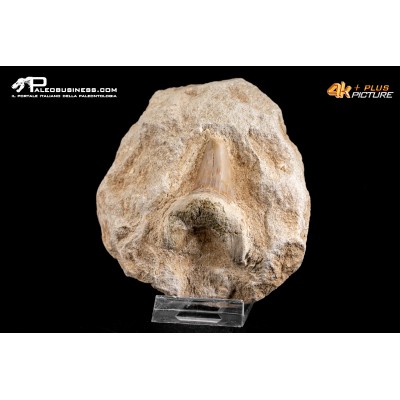 Dente fossile di Otodus Obliquus (In Matrice)