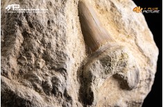 Dente fossile di Otodus Obliquus (In Matrice)